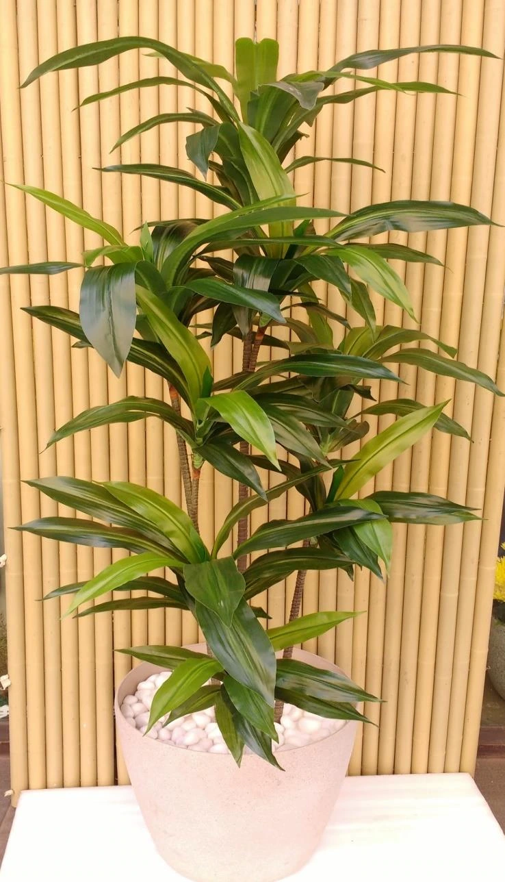 Dracaena -170cm set of 4